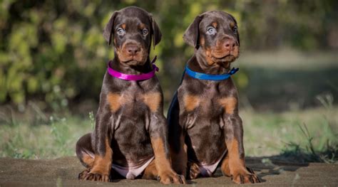 Doberman Growth Chart Puppy Milestones And What To Expect