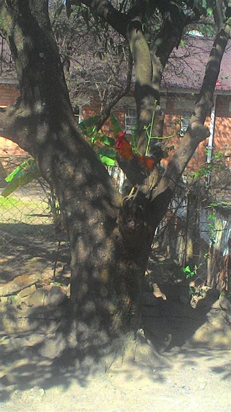 Cock On A Tree Smithsonian Photo Contest Smithsonian Magazine