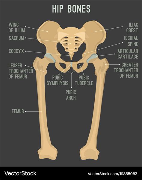Diagram Diagram Of Hip Bone Mydiagramonline