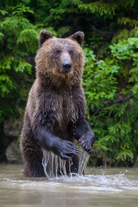 Funny Wild Adult Brown Bear Ursus Arctos Standing On His Hind Legs In