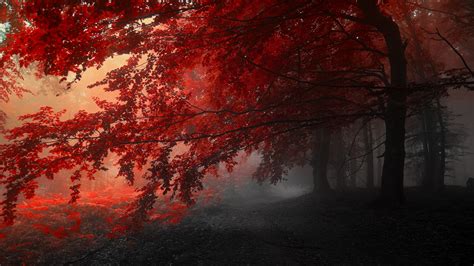 Autumn Trees Road Fog Landscape Wallpaper 3840x2160