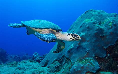 Hawksbill Turtle Oceana