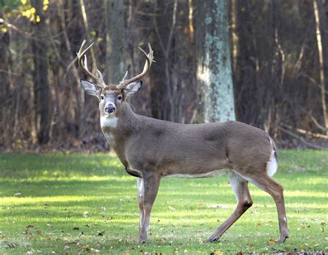 White Tailed Deer And Hunters Now Abound Around The Buckeye State