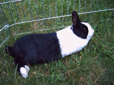 Dutch Rabbit Breed Info - Lafeber Co. - Small Mammals