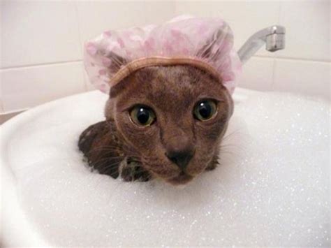 28 Cats That Actually Enjoy Water