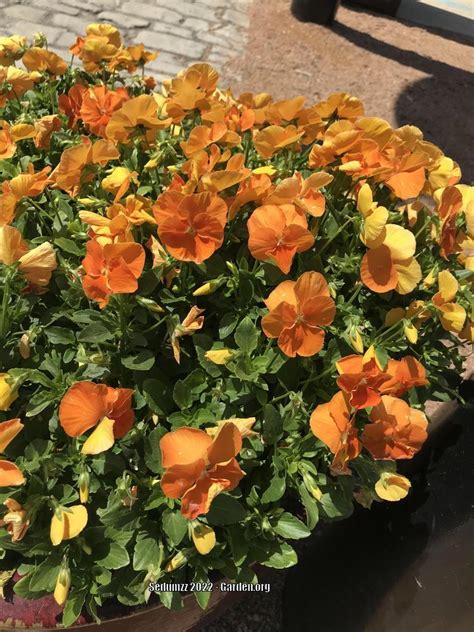 Pansy Viola X Wittrockiana Matrix Orange In The Violas Database