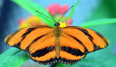 Free Picture Summer Invertebrate Insect Nature Wildlife Butterfly