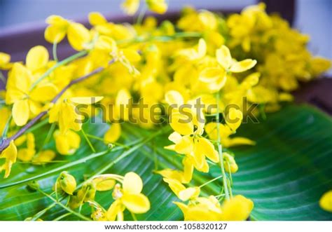 Kanikonna Flower On Green Leaf Vishu Stock Photo 1058320127 Shutterstock