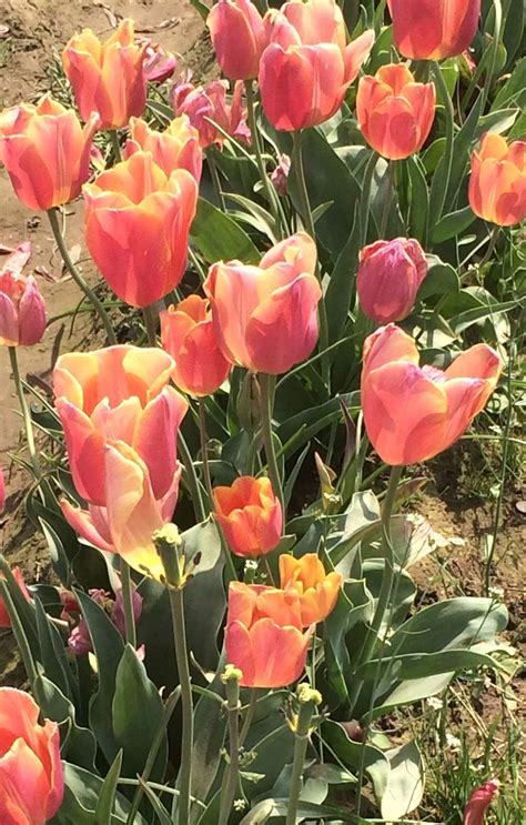 We did not find results for: Pin by Laurie Gold on Tulip Festival outside Portland ...