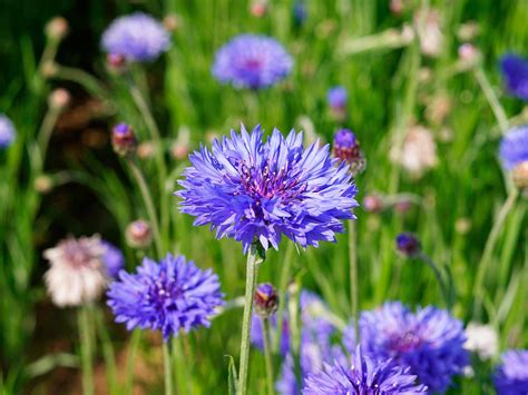 How To Grow And Care For Cornflower Love The Garden