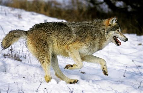 North American Grey Wolf Canis Lupus Occidentalis Adult Running On