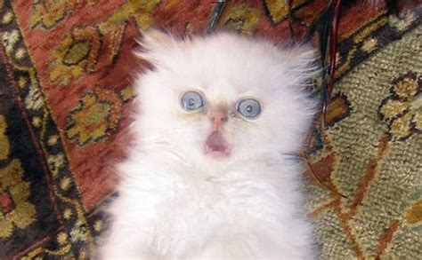 Funny Images Photos Of Shocked Animals