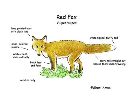 Fox Red Fox Animals Of The World Animal Report