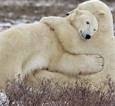 Giving Hugs 💕 With Images Baby Polar Bears Polar Bear Cute Polar Bear