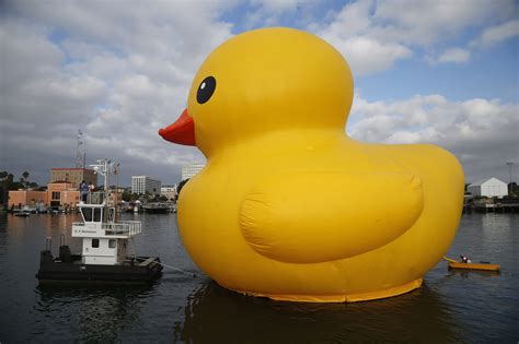 giant inflatable rubber duck installation by dutch artist florentijn hofman floats through the