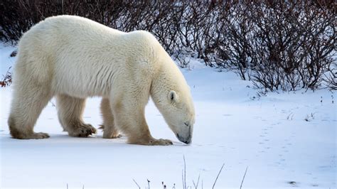 Philippe Jeanty Canada Polar Bear Walking By