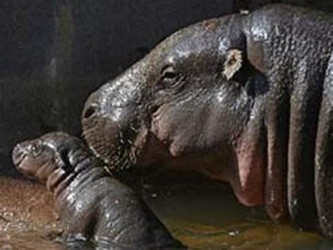 Nace Un Hipopótamo Pigmeo En Un Zoológico Panamá América