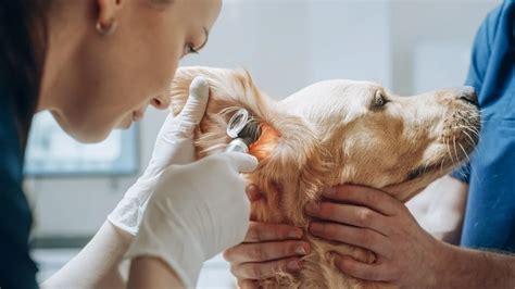 How Much Does A Vet Visit Cost For Dogs Metlife Pet Insurance
