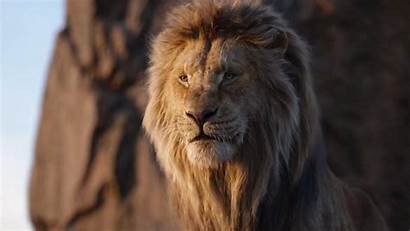Lion King Roi Poster Disney Film Kral