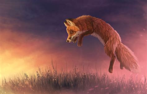 28 Sunset Foxes Wallpapers