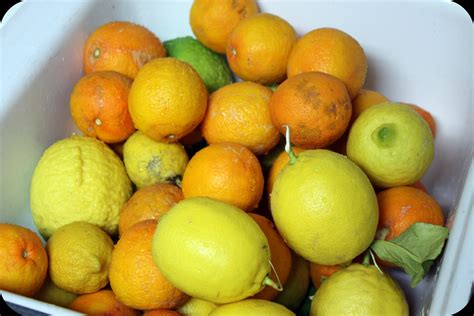 The Earth of India: All About Citrus aurantium (Sour Orange)