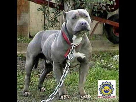 How does the kangal dog rescue project work? Sultão pitbull - YouTube