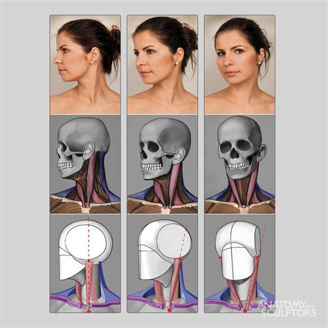 Pin On Ref Anatomy