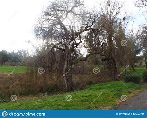 Weeping Willow Stock Image Image Of Dead Weeping Tree