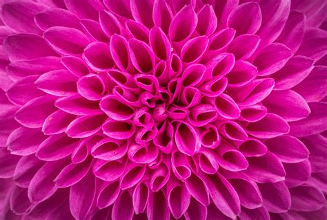 Close Up Photo Of Pink Chrysanthemum Flower Hd Wallpaper Wallpaper Flare