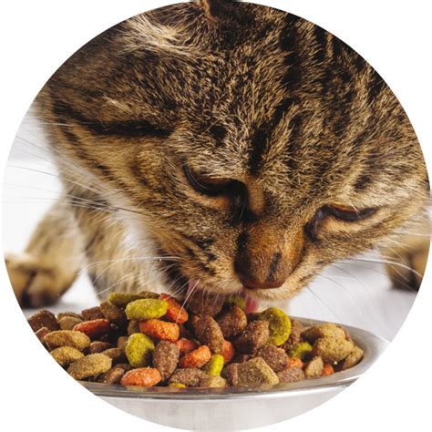 During meal time, the pet owner evaluates the visual aspect, the texture and the odor of the pet food product. Pressebild: Den Appetit der Katzen zufriedenzustellen ist ...
