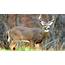 Animal Deer Photography  HD Wallpapers
