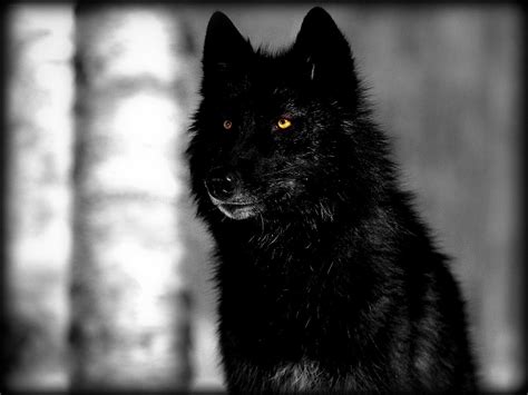 Lone Black Wolf Wallpapers Top Free Lone Black Wolf Backgrounds