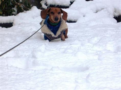 16 Pups Who Are Dachshund Through The Snow Barkpost Dachshund Love