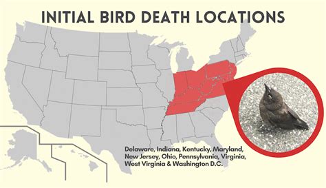 Mysterious Bird Deaths Reported In Many Us States Hobby Farms