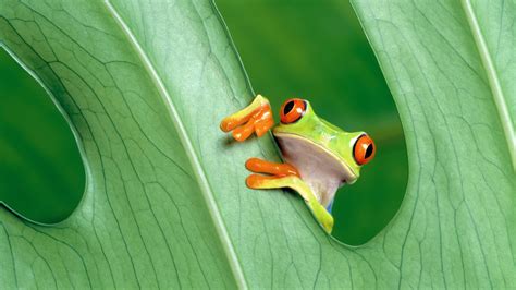 Wallpaper Leaves Animals Green Yellow Amphibian Red Eyed Tree