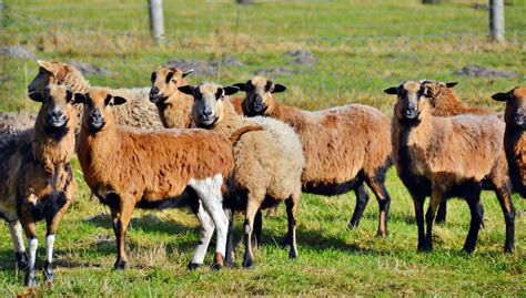 Free Images Prairie Herd Pasture Grazing Livestock Sheep Mammal