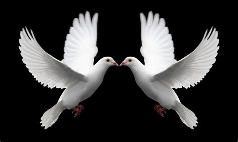 A Pair Of White Doves In Flight Symbolize Love Forever And Eternal