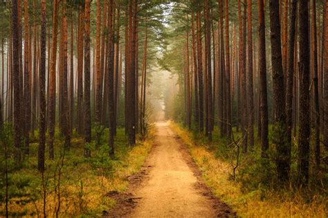 Brown Trees Forest Path Trees Hd Wallpaper Wallpaper Flare