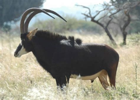 Truth About Endangered Giant Sable Revealed