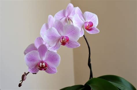 How To Properly Care For An Orchid After Flowering Orchid Care