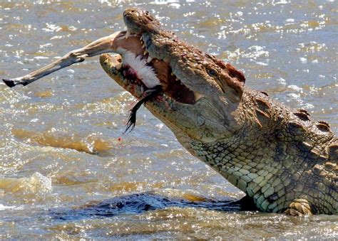 Savage Moment Huge Crocodile Swallows Unsuspecting Gazelle In One Bite