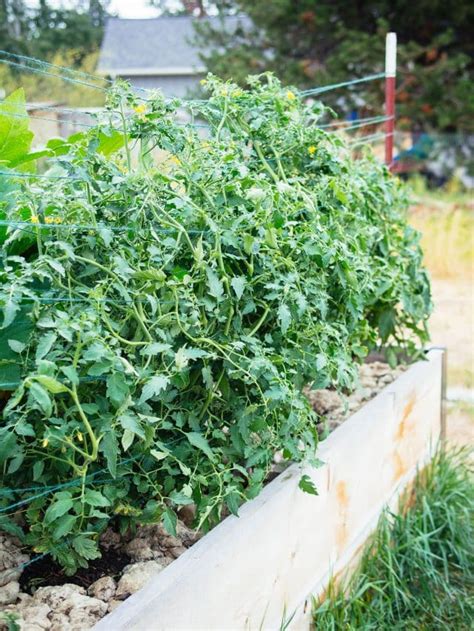 Florida Weave A Better Way To Trellis Tomatoes Garden Betty