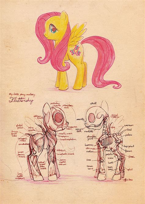 Anatomy Of A Fluttershy By Cosmicunicorn On Deviantart