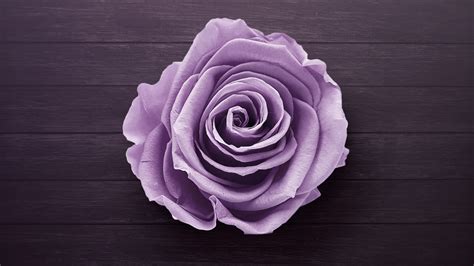 2048x1152 Purple Rose Wallpaper2048x1152 Resolution Hd 4k Wallpapers