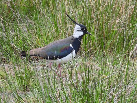 Grassland Birds Nature Observation