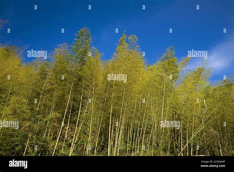 Taiwan Chiayi Ruili Yuntan Bamboo Forest Stock Photo Alamy