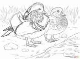 Coloring Mandarin Duck Male Wood Female Ducks Canard Duckling Drawing Printable Coloriage Supercoloring Et Umbrellas Colouring Femelle Preschool Pintail Drawings sketch template
