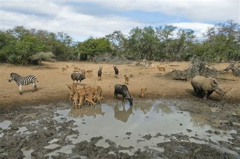 Waterhole Southern Africa Stock Image C0096725 Science Photo