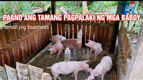 Pig Farming Philippines Paano Magbigay Ng Vitamins Sa Mga Biik