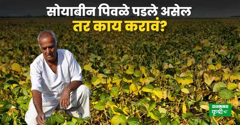 Soybean Disease सोयाबीनवरील पिवळ्या मोझॅक रोगाचे नियंत्रण कसे करावे